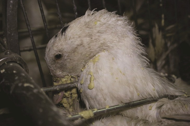 Foie gras force feeding