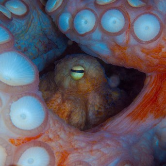 Winchester winner 2022