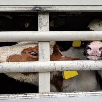Actors Dame Joanna Lumley & Pauline McLynn join NGOs to condemn Brittany Ferries’ decision to resume inhumane live export trade