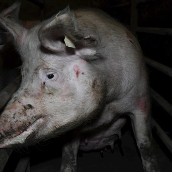 New poll shows less than one in five Brits support the use of farrowing crates on farms