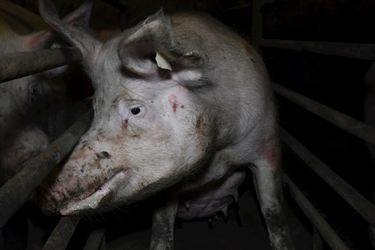 Sow in farrowing crate