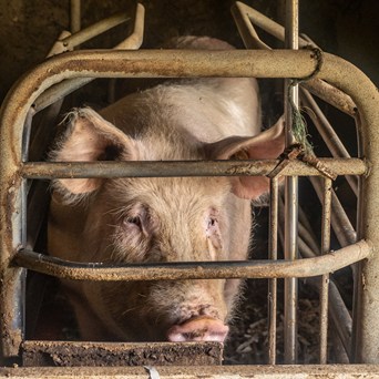 Undercover sow investigation including suppliers of ‘premium’ hams reveals immense cruelty