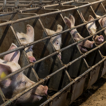 New Investigation Reveals Suffering of Sows Confined in Cages