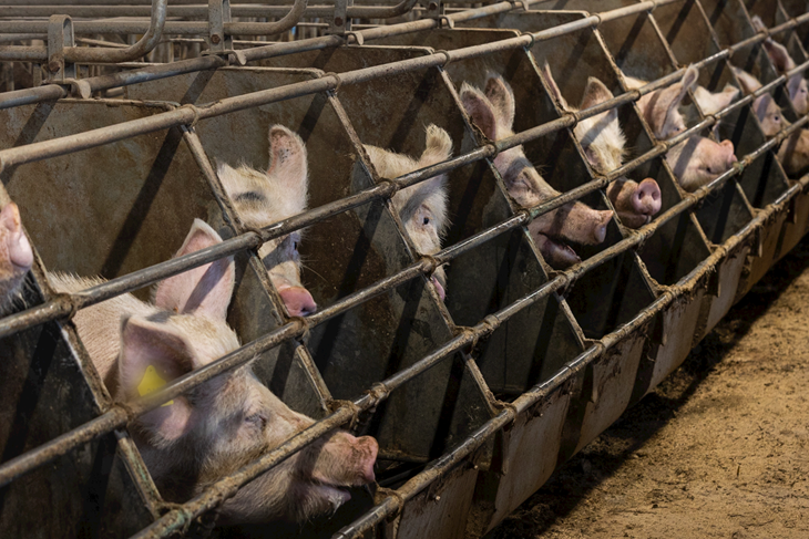 Sows in stalls