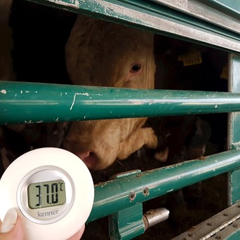Compassion calls for action to protect animals from extreme heat
