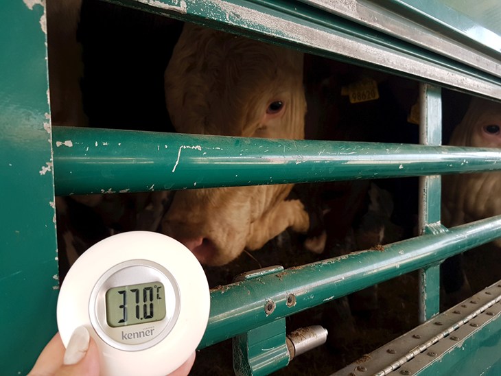 Cattle being transported and thermometer showing 37 degrees