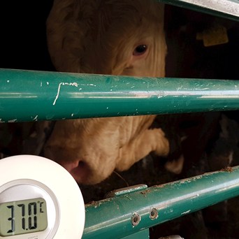 Heatwave: Action needed to protect farmed animals