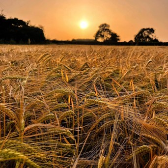 Factory farming poses a threat to humanity as big as climate change, new book reveals