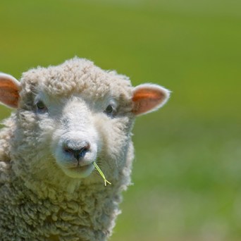 Honest Labelling coming to a supermarket near you?