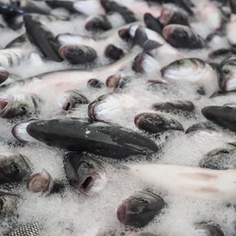 Compassion welcomes first fish certification welfare standards but says “more must be done”