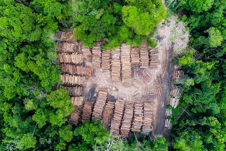 Drone image of deforestation