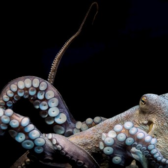 New octopus farm documents reveal reckless plans that threaten environment, wildlife & public health