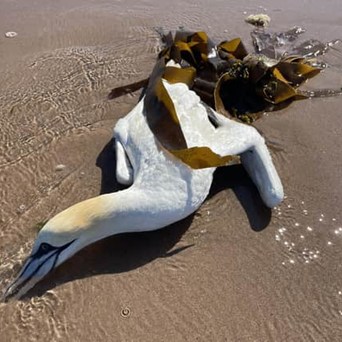 Letter to Bernard Matthews