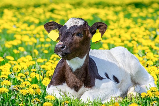 Cow laying down in a field of yellow flowers