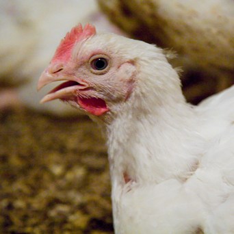 Gene editing will perpetuate animal suffering, warns Compassion