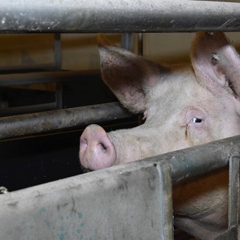 Fears EU shelved promised ban on caged farming