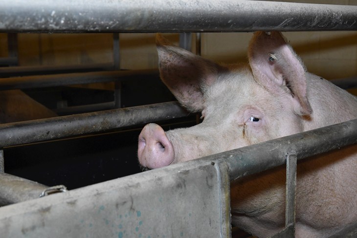 Aows in farrowing crate