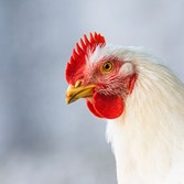 White Broiler Chicken On Blue Background 540 Px Wide