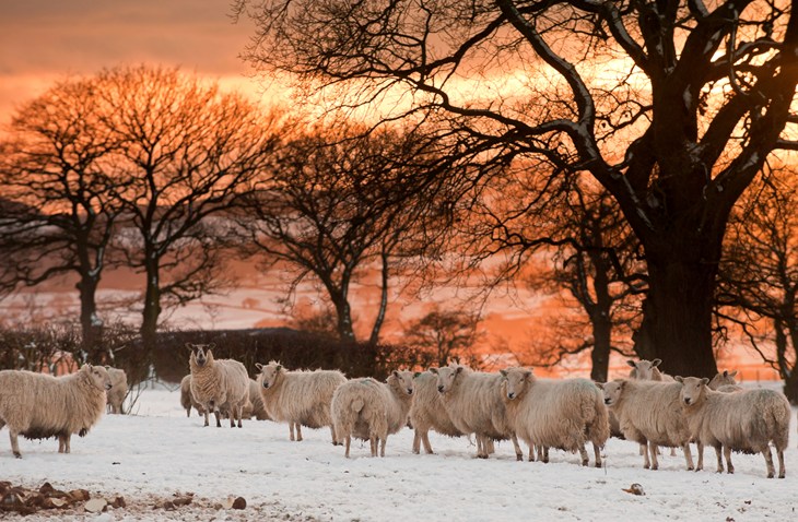 Istock 000013594175Large