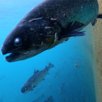 Compassion urges ASC label to reverse policy that will increase suffering of factory farmed Scottish salmon