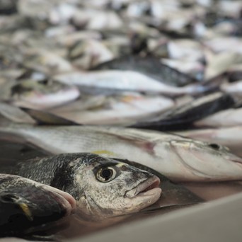 The scale of fish farming exposed