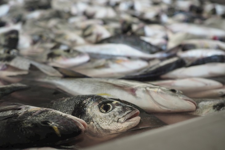 Sea bass in vats of ice slurry on a Greek fish farm