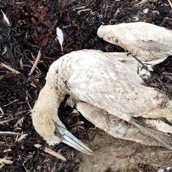 Urgent poultry reforms needed to prevent pandemics