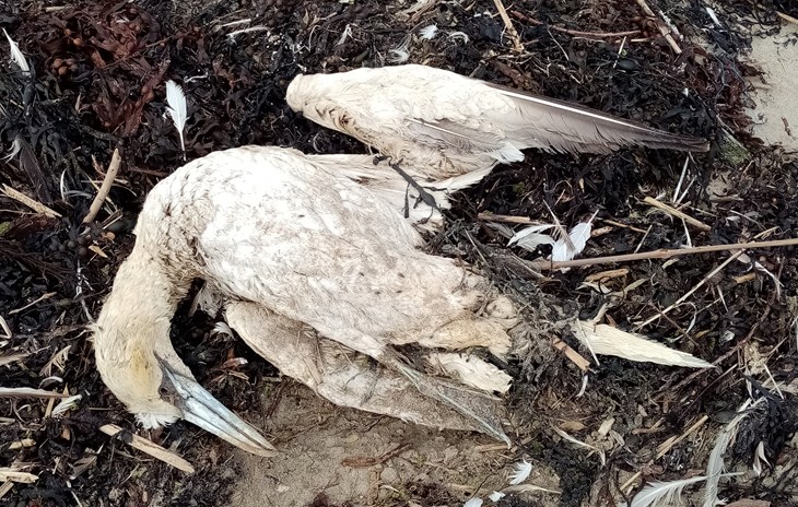 Dead gannet seabird killed from Avian bird flu