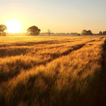 New farming grants welcomed but Animal Health & Welfare Pathway details urgently needed