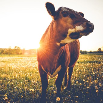 Bold new strategy to end factory farming
