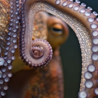 Farmed octopus products must stay out of the UK