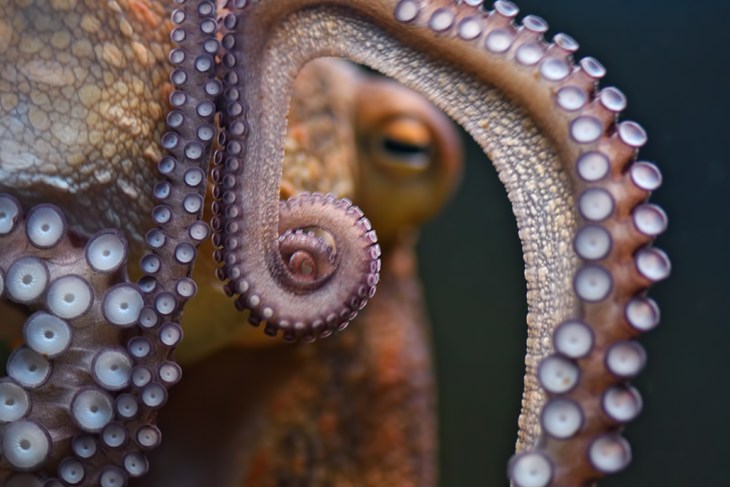 Close up image of octopus in water