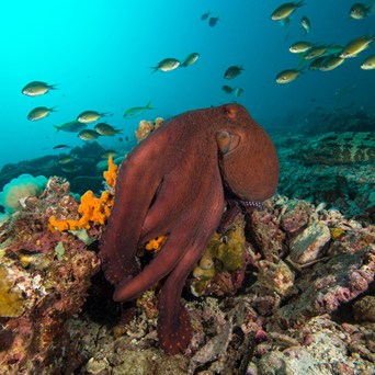 Farmed octopus products must stay out of the UK