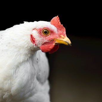 ChickenTrack report launched to monitor food companies’ progress towards better chicken welfare