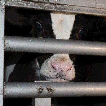 Harry Potter actress Evanna Lynch joins campaigners calling on UK Government to legally ban live exports on Ban Live Exports: International Awareness Day