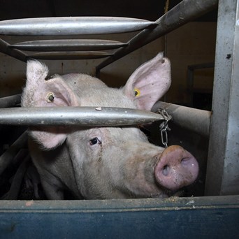 Banks called out for funding factory farming