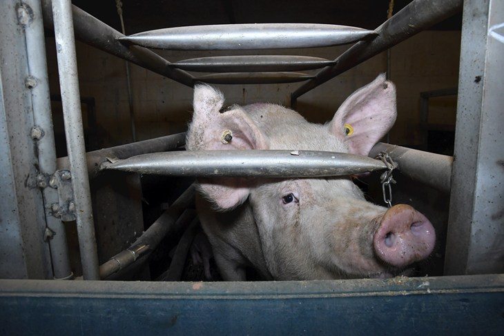 Sow in farrowing crate