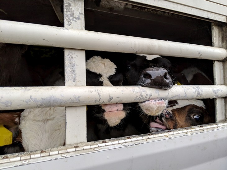 IMG 20190322 170007 1 (1)