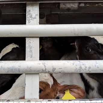 Appalling cruelty of Irish exports revealed