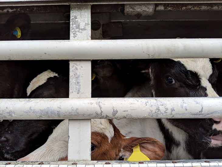 Calves behind bars of transit lorry