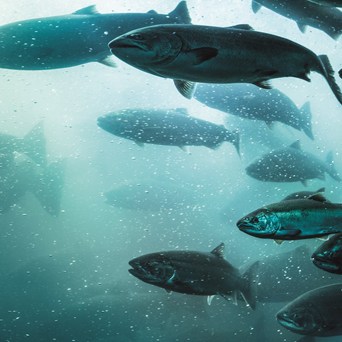 Increased regulations for farmed fish urgently needed