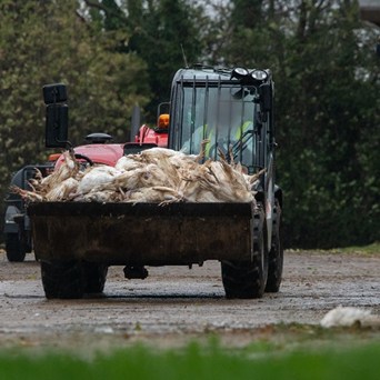 Bird flu ‘ticking time bomb’ cannot be stopped without major farming reforms, warns new report