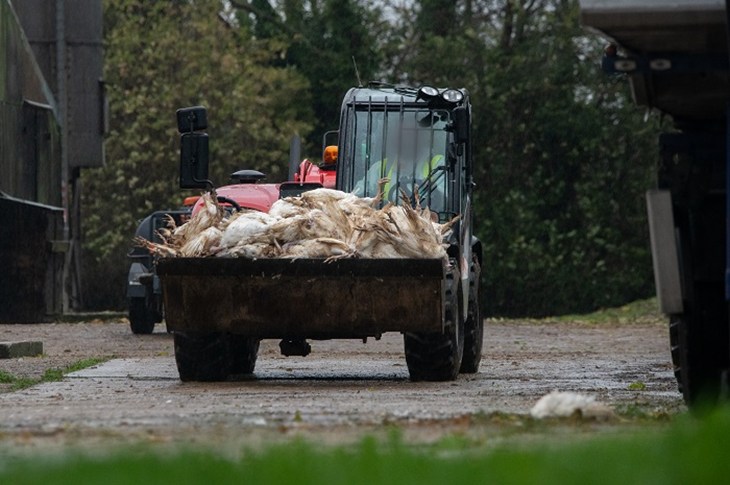 Tractor with trailer full of dead poultry affected by bird flu