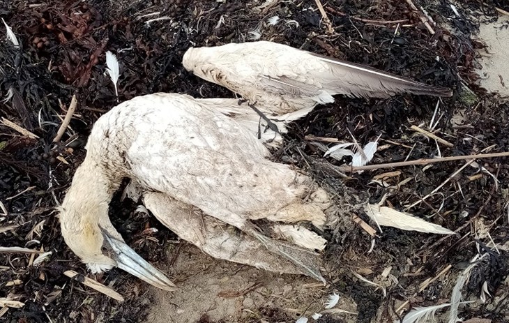 Dead white feathered wild bird