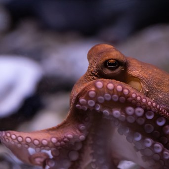 NGOs worldwide unite to stop first octopus farm ahead of World Octopus Day