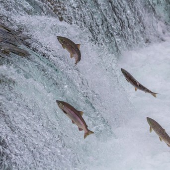 UK Government expert group recommend fish welfare legislation