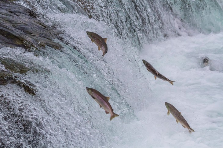 Wild salmon jumping in river