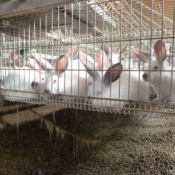 Campaigners launch legal action against European Commission for failing to deliver caged farming ban