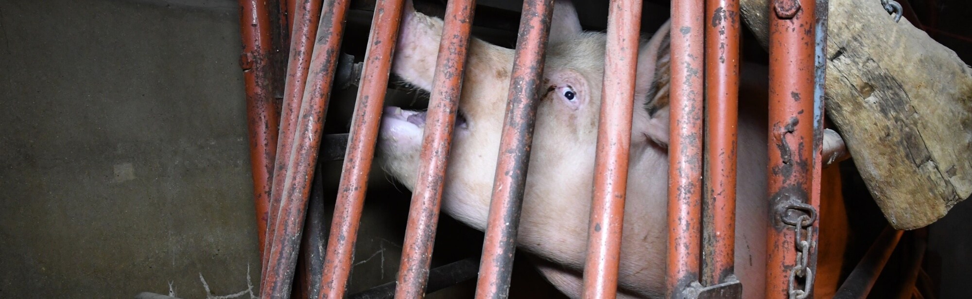 End cages for all farmed animals!