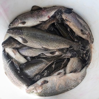 Actor Zoë Wanamaker unveils shocking EU fish farm cruelty